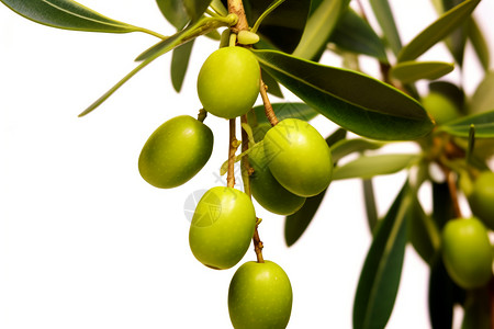 树上生长的橄榄果高清图片