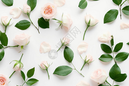 白色背景上的粉色玫瑰花背景图片