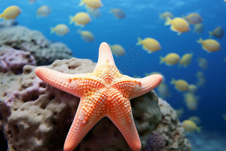 海底的海星图片