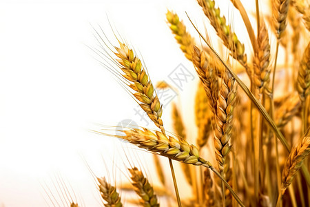 黄金成熟的小麦高清图片
