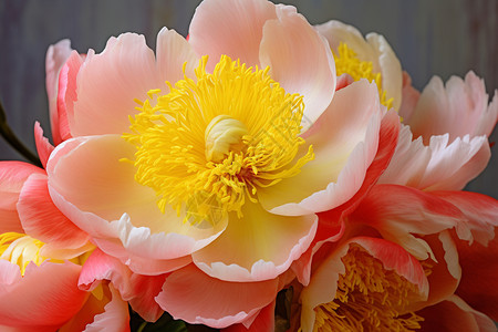 盛开的粉黄色牡丹高清图片