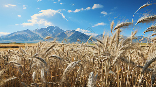 秋天农场种植的小麦田图片