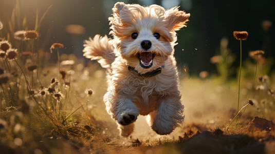 开心奔跑的可爱小狗图片