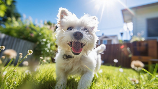 夏天户外草地上可爱的狗狗背景图片
