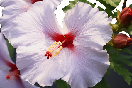 夏季盛开的芙蓉花图片