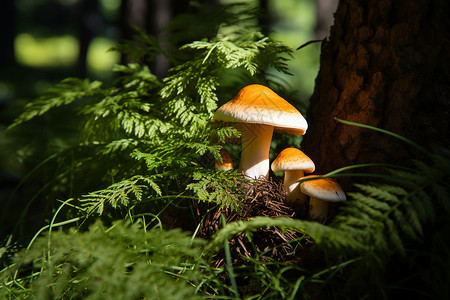 户外野生的蘑菇图片