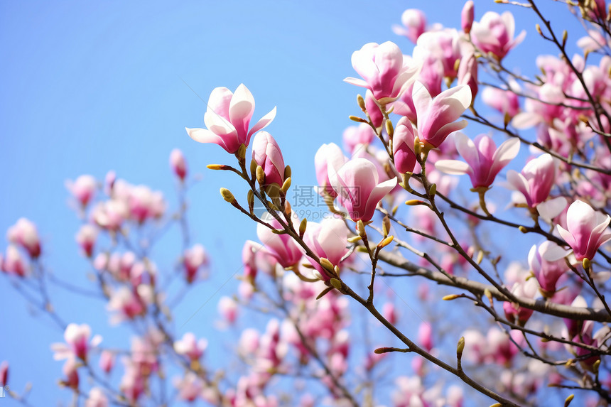 公园里美丽的木兰花图片