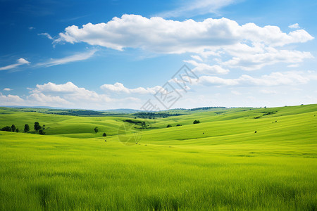 夏季茂盛的大草原背景图片