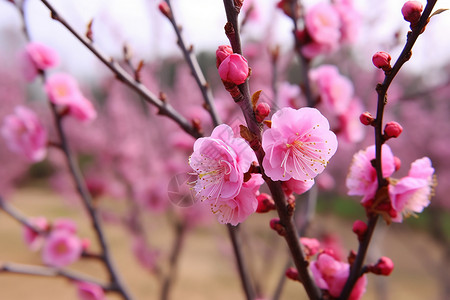 春季果园里美丽的桃花图片