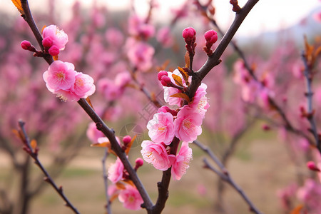 春季绽放的桃花图片