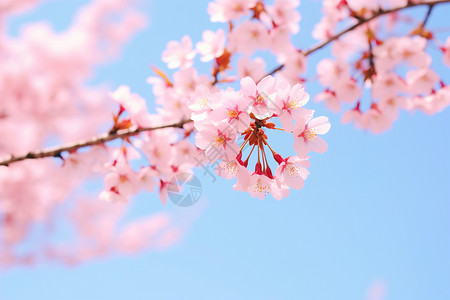 夏天盛开的美丽樱花图片