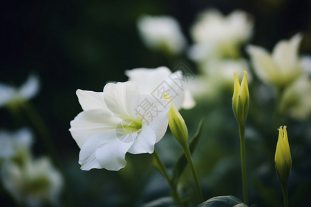 花园中美丽的郁金香花朵背景图片