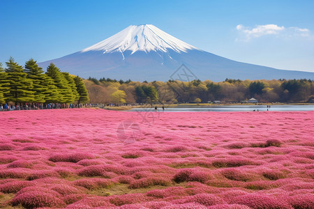 富士山下森林湖泊草地的景观图片