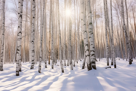 冬天森林中雪地场景背景