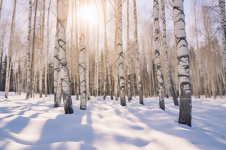 冬天白雪皑皑的森林景观图片