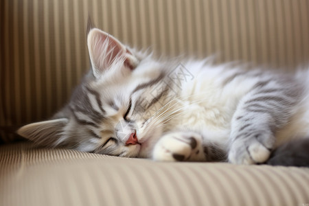 沙发上熟睡的宠物猫咪图片