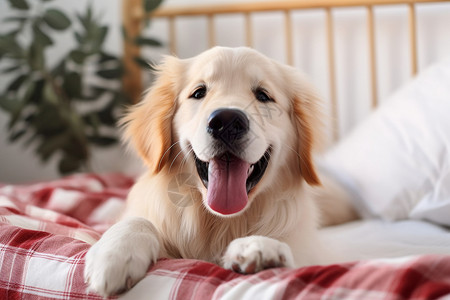 床上可爱的金毛犬图片