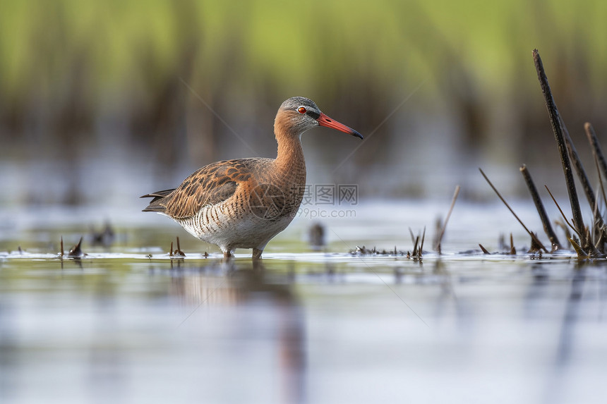 湿地涉水的鸟图片