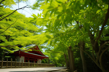 清新嫩叶枝叶繁茂的树林背景