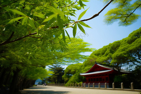 清新嫩叶初夏茂密的树叶背景