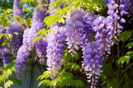 攀缘植物绽放的紫藤花背景