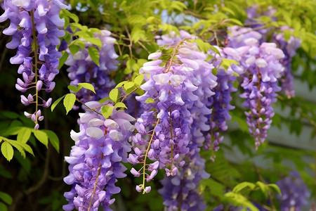 攀缘植物漂亮的紫藤树背景