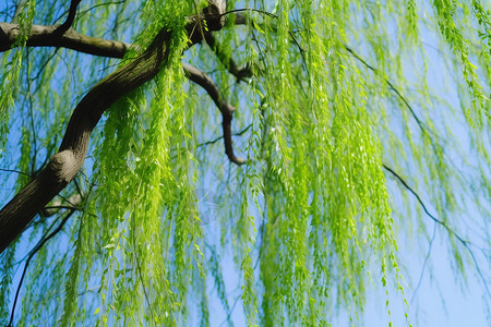 柳侯公园抽条的柳树枝背景