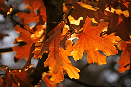 秋天的枫树叶高清图片