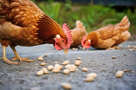 户外吃食的鸡高清图片