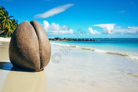 海滩上石头的特写图片