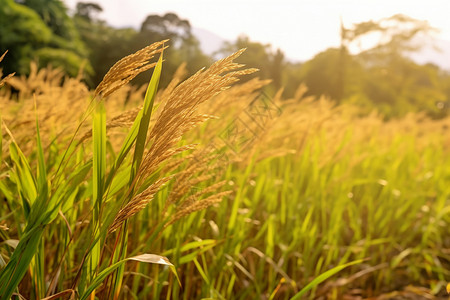 农田种植的稻谷高清图片