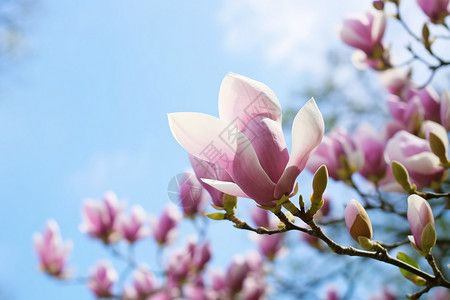 木兰芽粉色花瓣的植物背景