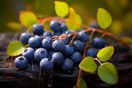森林里水果美味的蓝莓背景