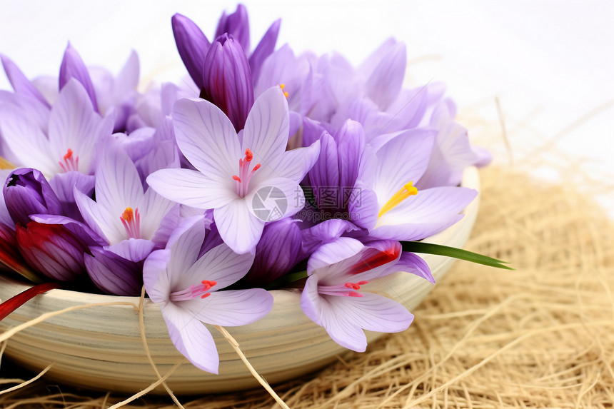 一盆紫花图片