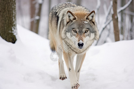 野外的雪狼野生食肉类高清图片