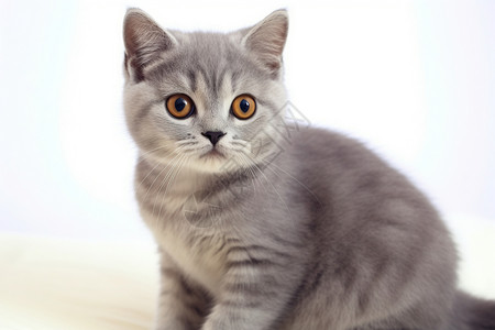 灰猫眼睛短毛灰猫背景