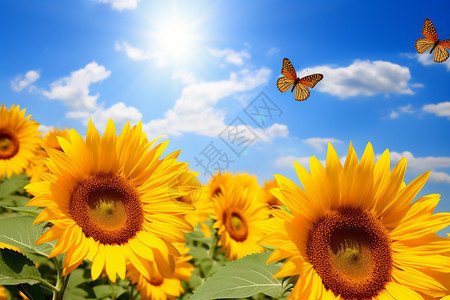 黄色飞舞蝴蝶户外绽放的向日葵背景
