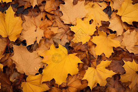秋天户外的树叶背景图片