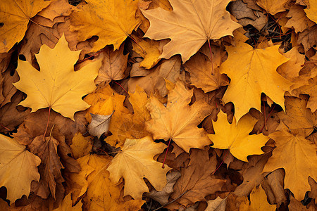 秋季掉落的树叶背景图片