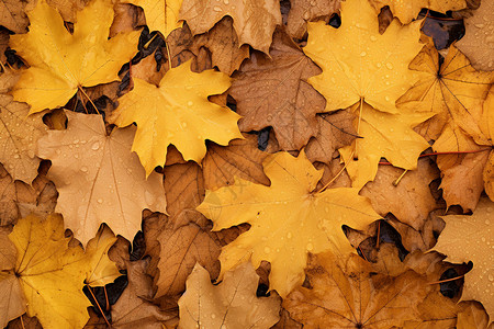 掉落的黄色树叶背景图片