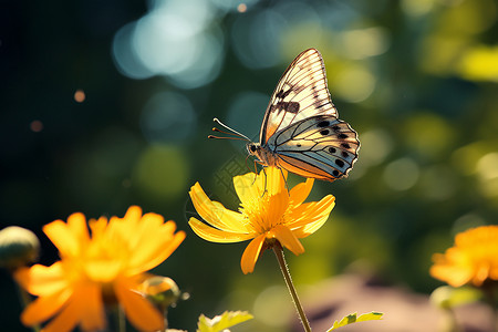 户外花朵上的蝴蝶背景图片