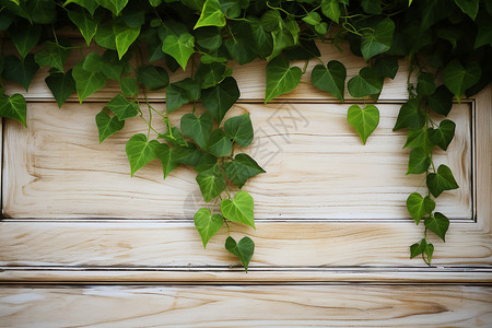篱笆上的绿色植物图片