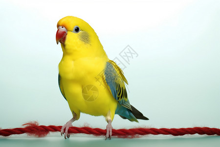 绳子上的黄色鹦鹉图片