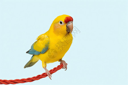 黄色的家养鹦鹉图片
