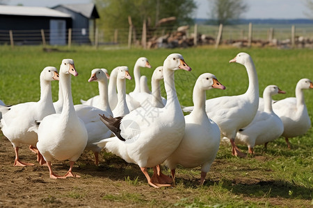 农场养殖的白鹅图片