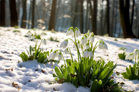 冬季树林中的雪莲花背景图片