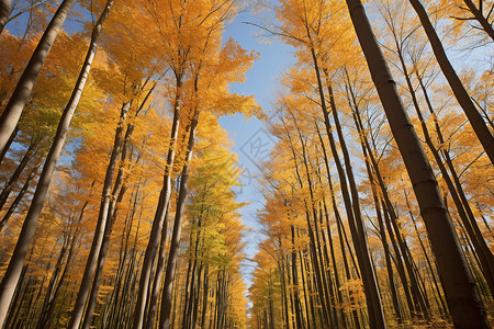 秋季下泛黄的树叶图片