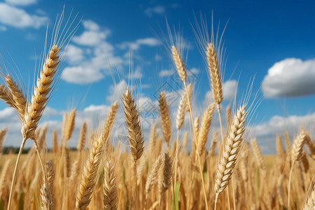 种植着小麦的农田图片