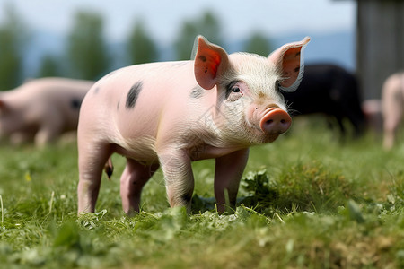 养殖场中繁殖的猪崽图片