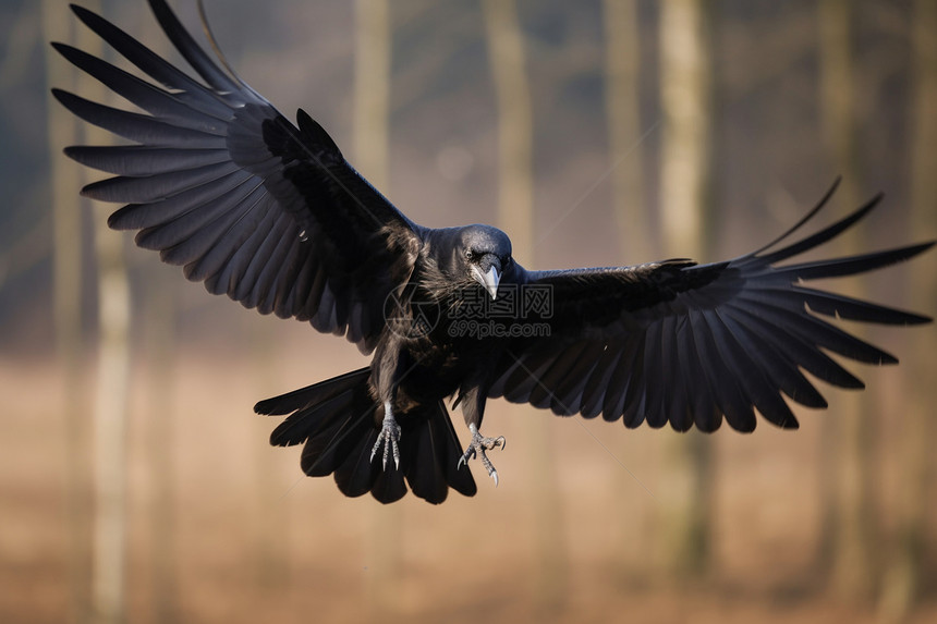 荒野中飞翔的乌鸦图片